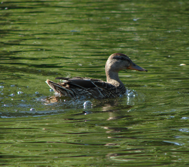 duck утка пруд