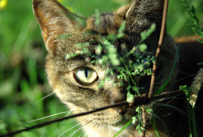 Хищьник кот