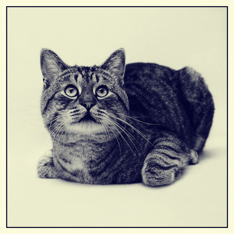 Чернильный Кот Кот Чернила