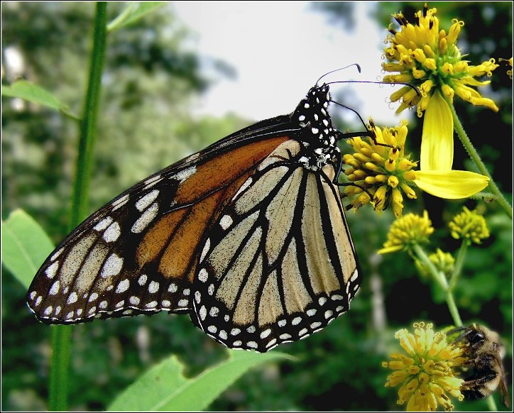 Монарх Бабочка монарх Danaus plexippus