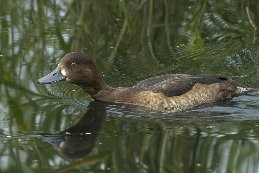 Любопытствующая чернеть Хохлатая чернеть, Tufted Duck, Aythya fuligula