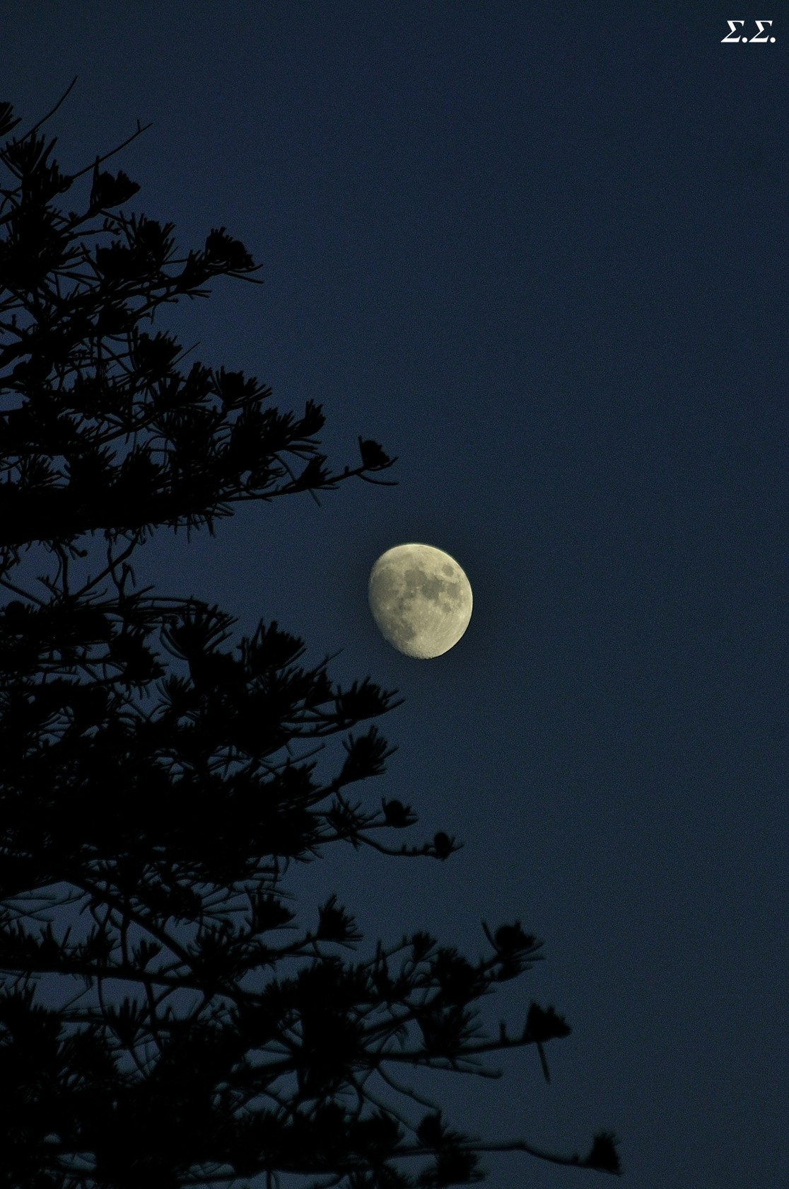 MOON AND TREE 