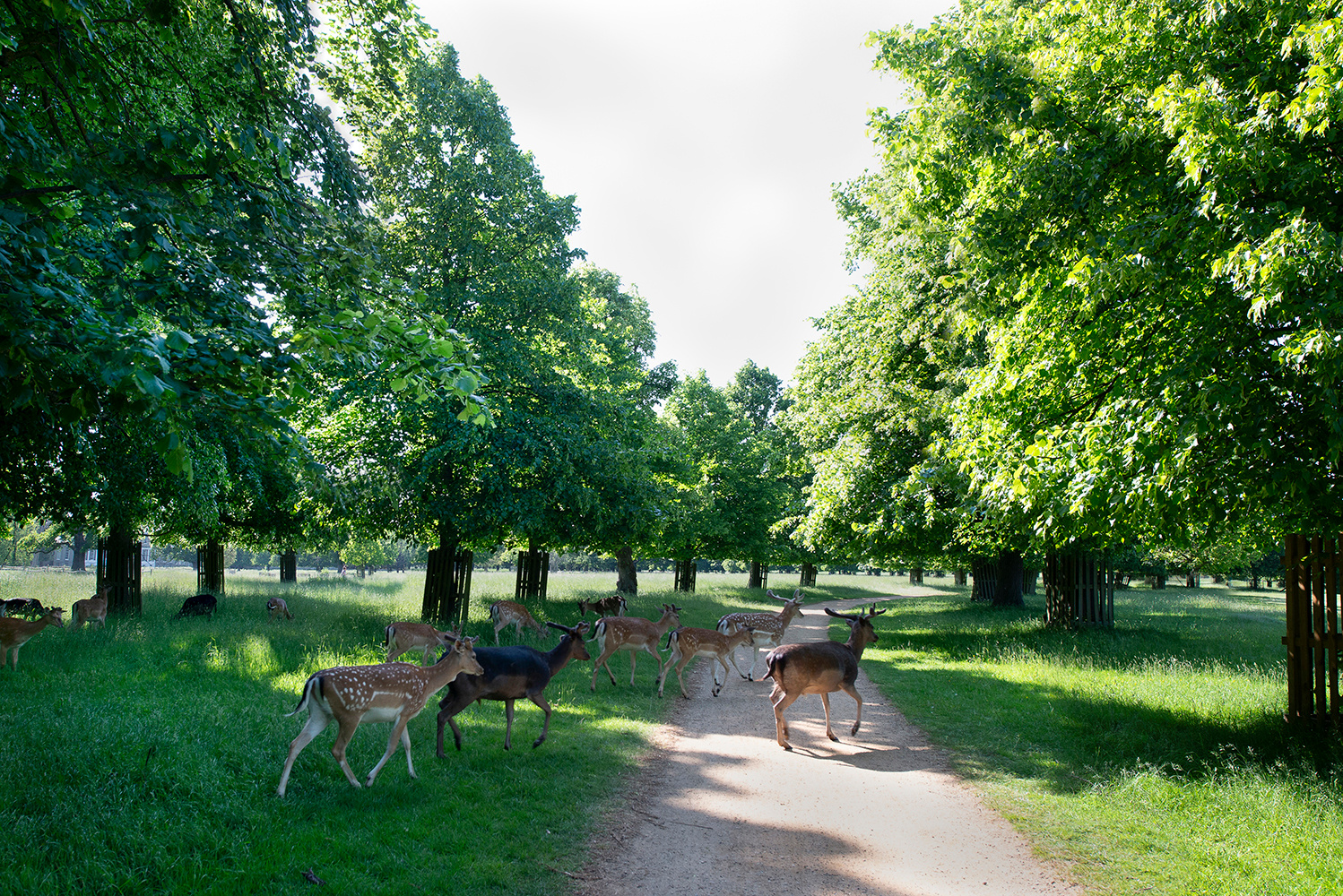 В Хамптон Корт Парке Лондон Хамптон Корт Парк Hampton Court Park олени