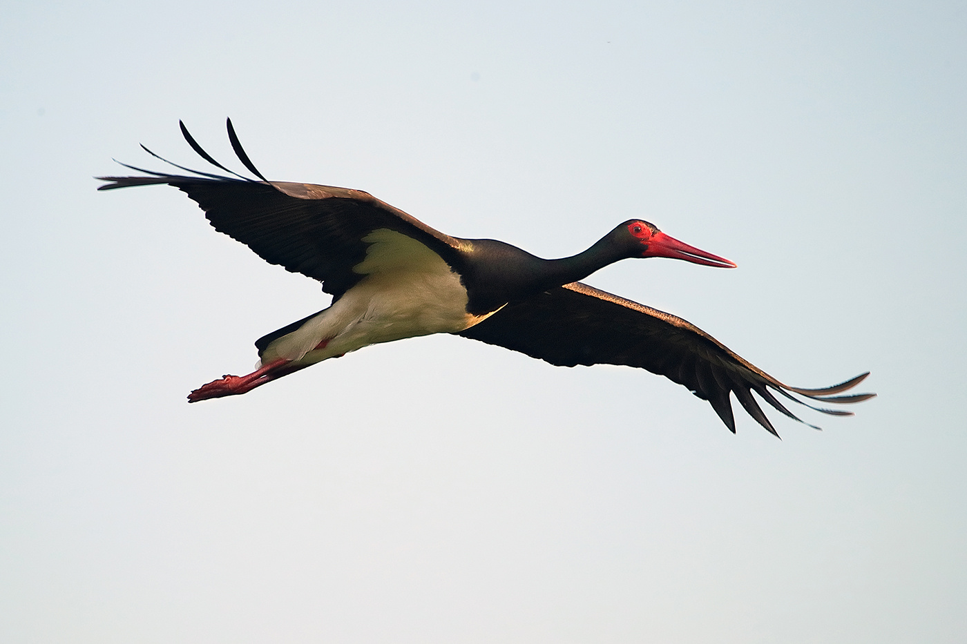 красноносый краснокнижник аист черный black stork