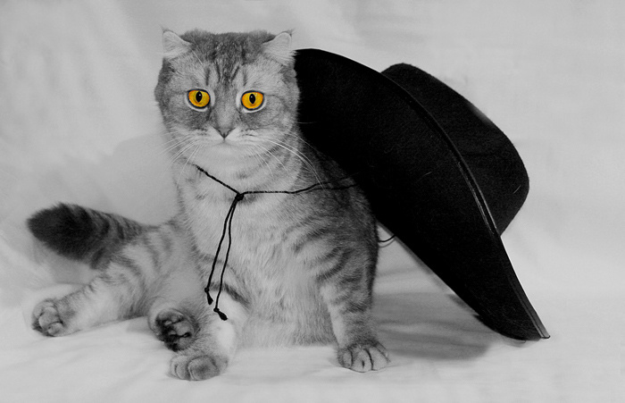Про кота и шляпу 