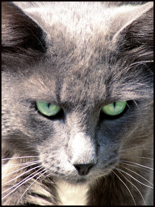 Дикий зверь дикий кот