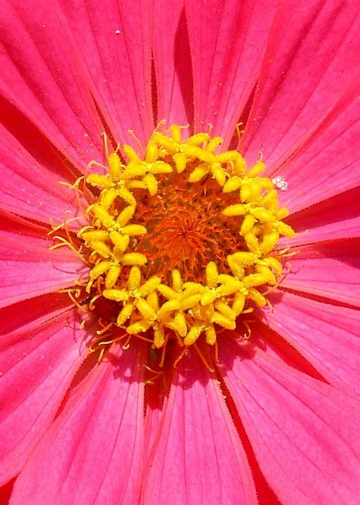 The heart of a flower 