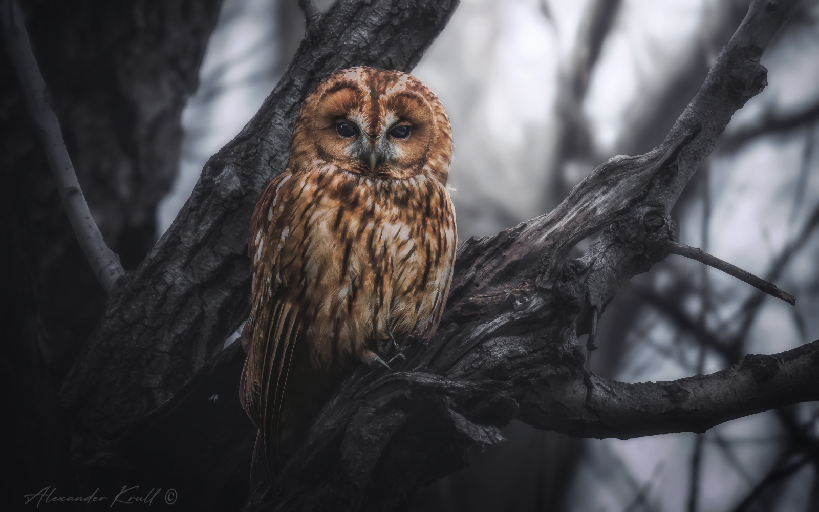 Бессоница сова неясыть серая обыкновенная strix aluco tawny owl