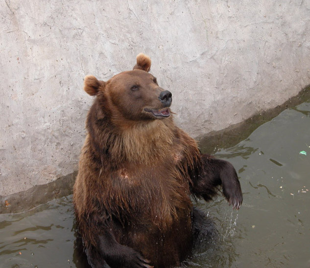Мужик сгоняй за пивом. жара медведь вода лето