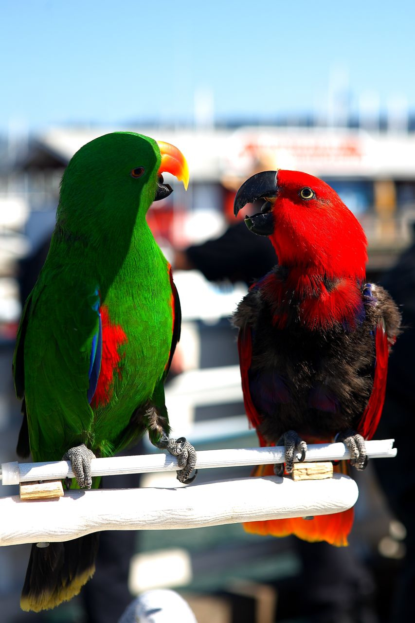 Birds California