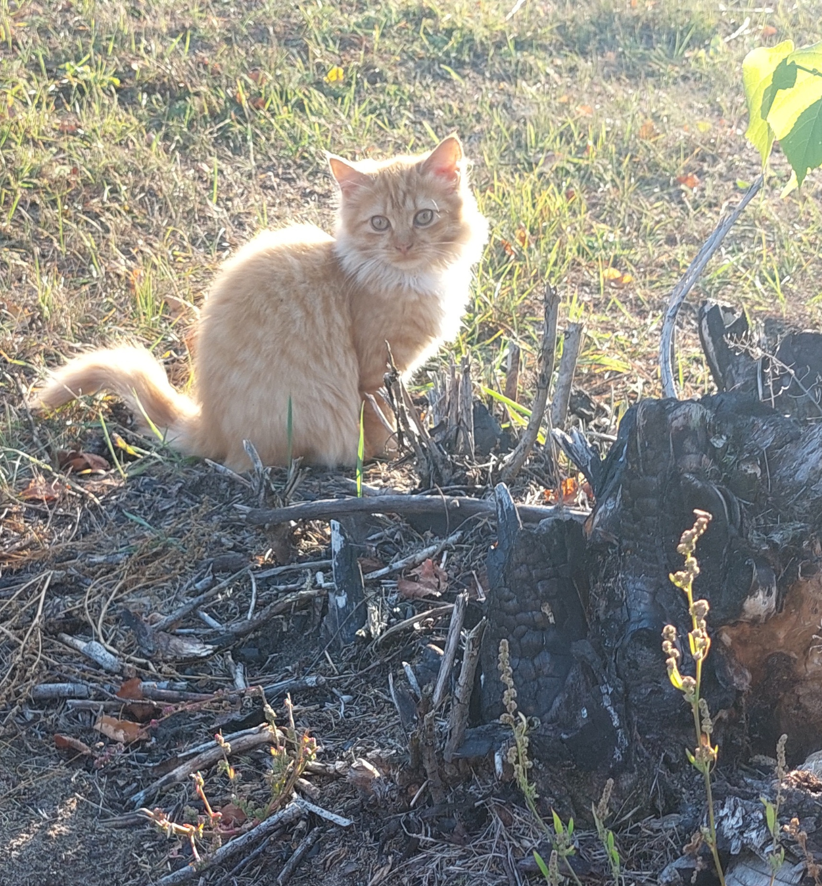Маленький погорелец Котёнок огонь угли