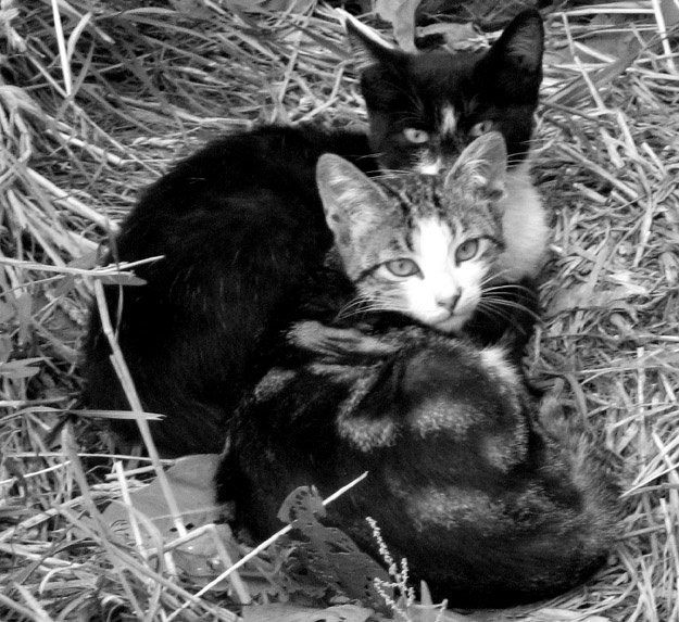 Lovers cat, love, кошка, любовь