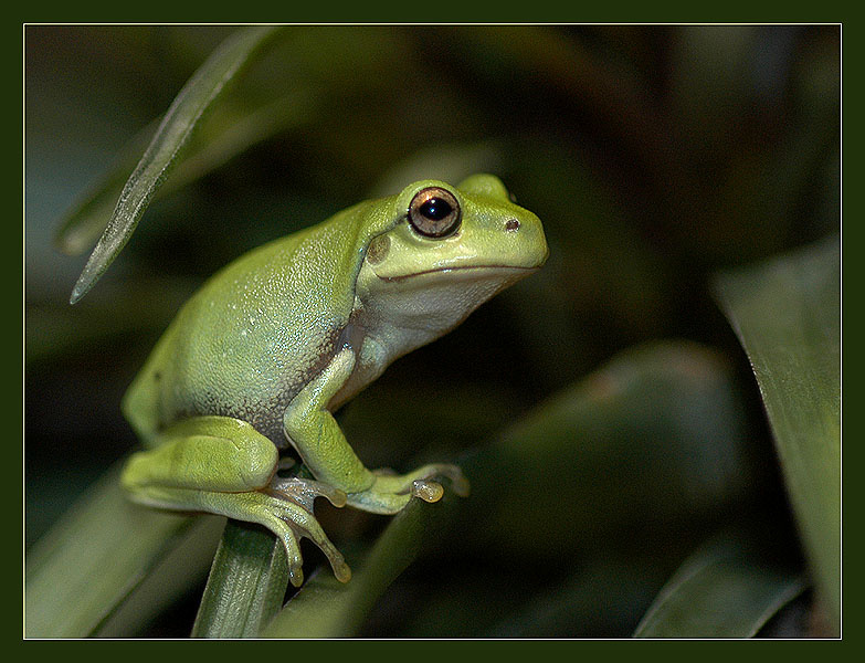 Sic canibus catulos similes коралловопалая литория Litoria caerulea