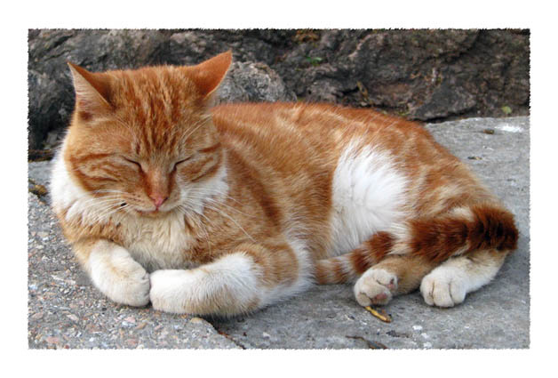Мррррррр......... котик