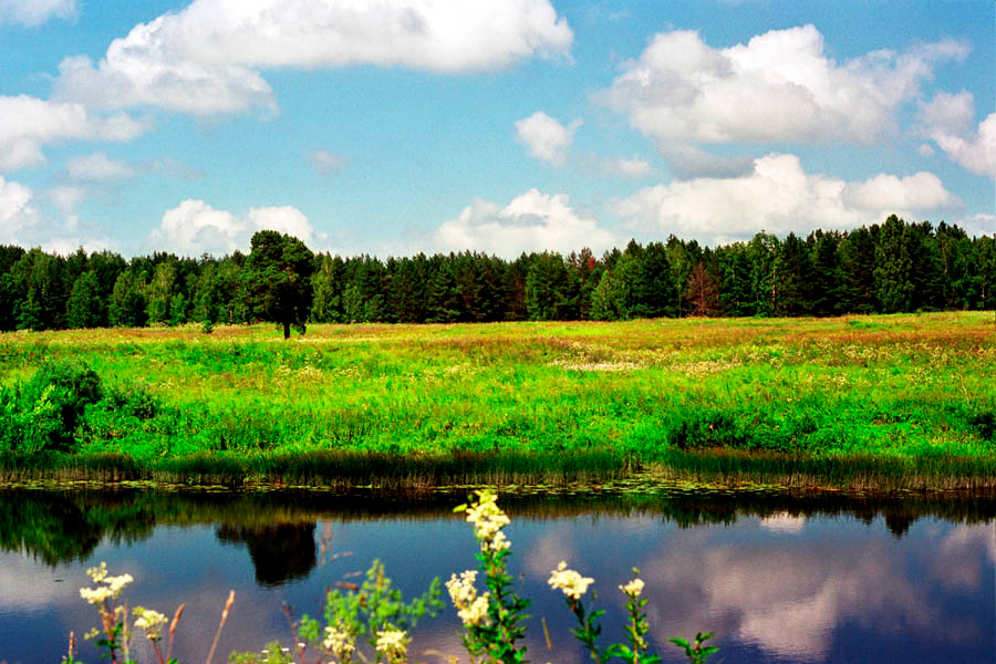My lovely country-side река, дерево