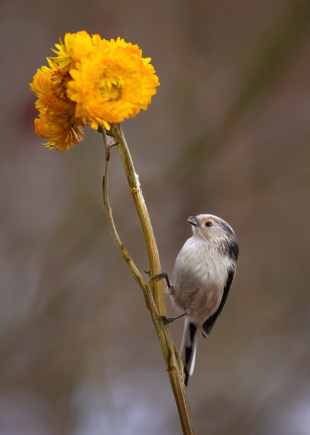 Long-tailed Ti 