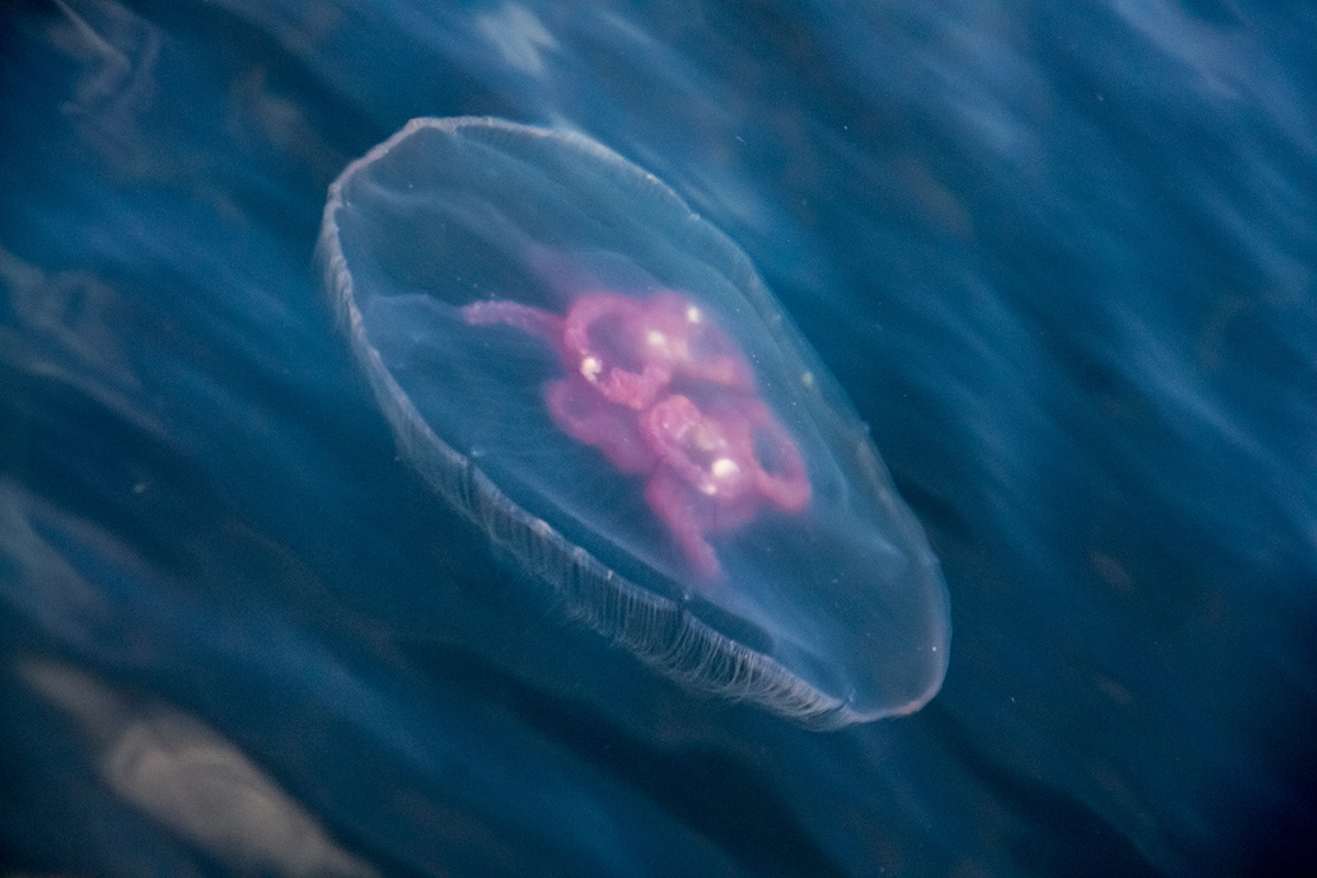 НЛО Белого моря 