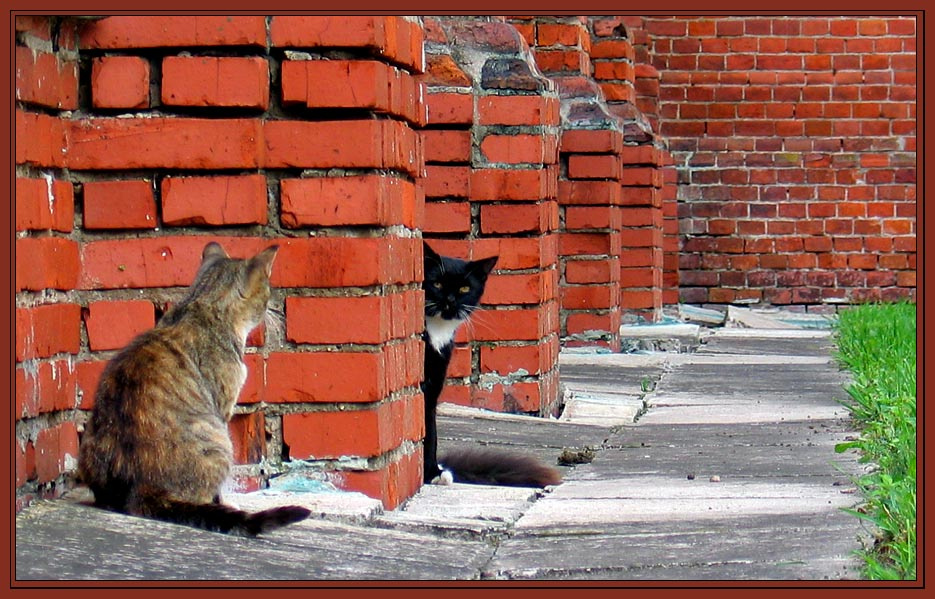 Он и Она...Свидание в Кремле кот, кошка, коты, киска, кирпичная, стена, свидание