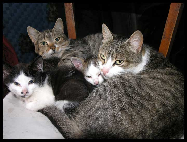Котосемья 