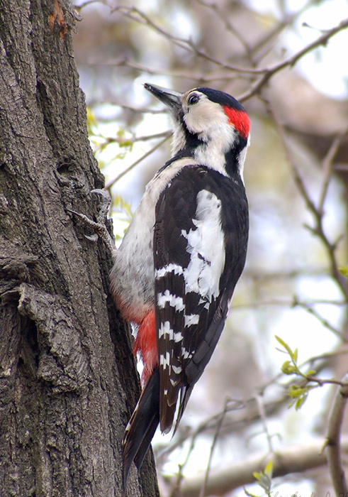 Дворовой дятел дятел пестрый дятловые Picidae Dendrocopos