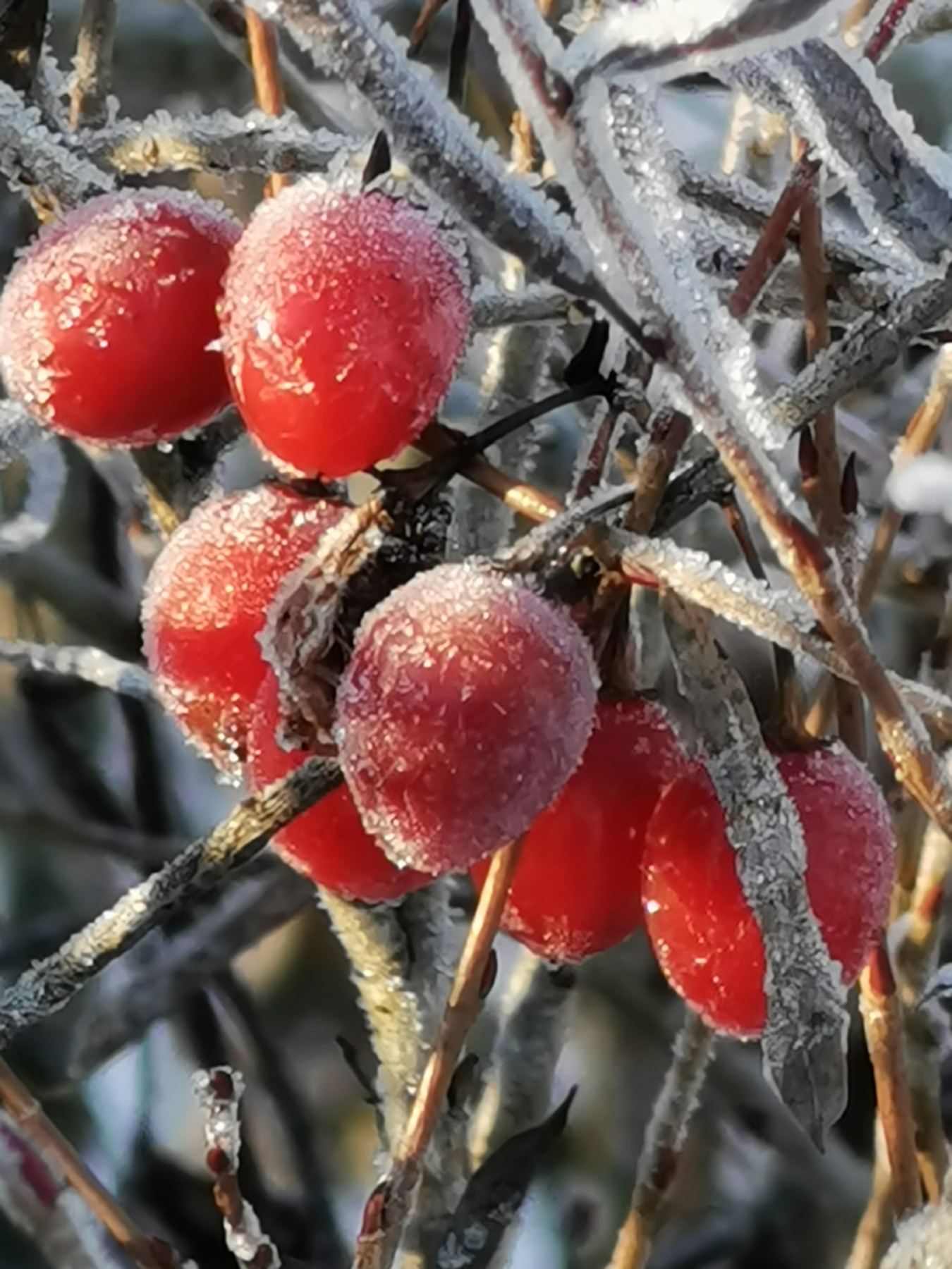 Красное и белое 