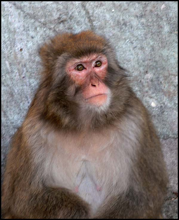 Very clever monkey обезьяна