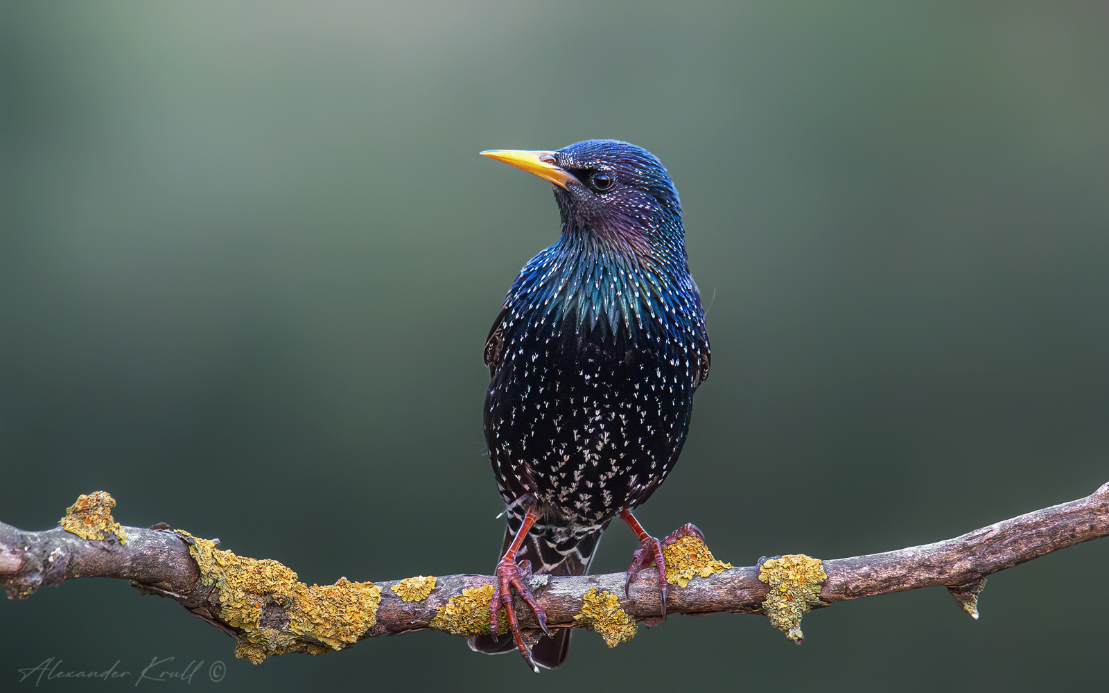 Принц скворец обыкновенный sturnus vulgaris