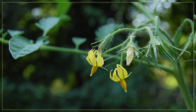 tomatos (Серия Ботаника) 