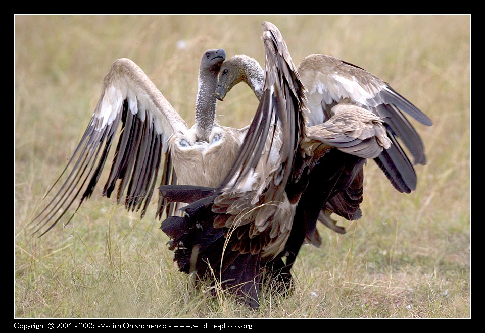 Африканский сип  - Gyps africanus Африканский сип  - Gyps africanus