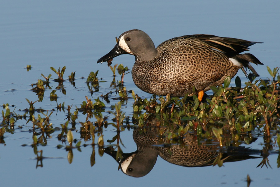 Чирок синекрылый птицы, чирок, синекрылый, blue-winged, teal, Texas