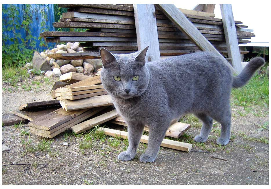 Моя Кошка кошка