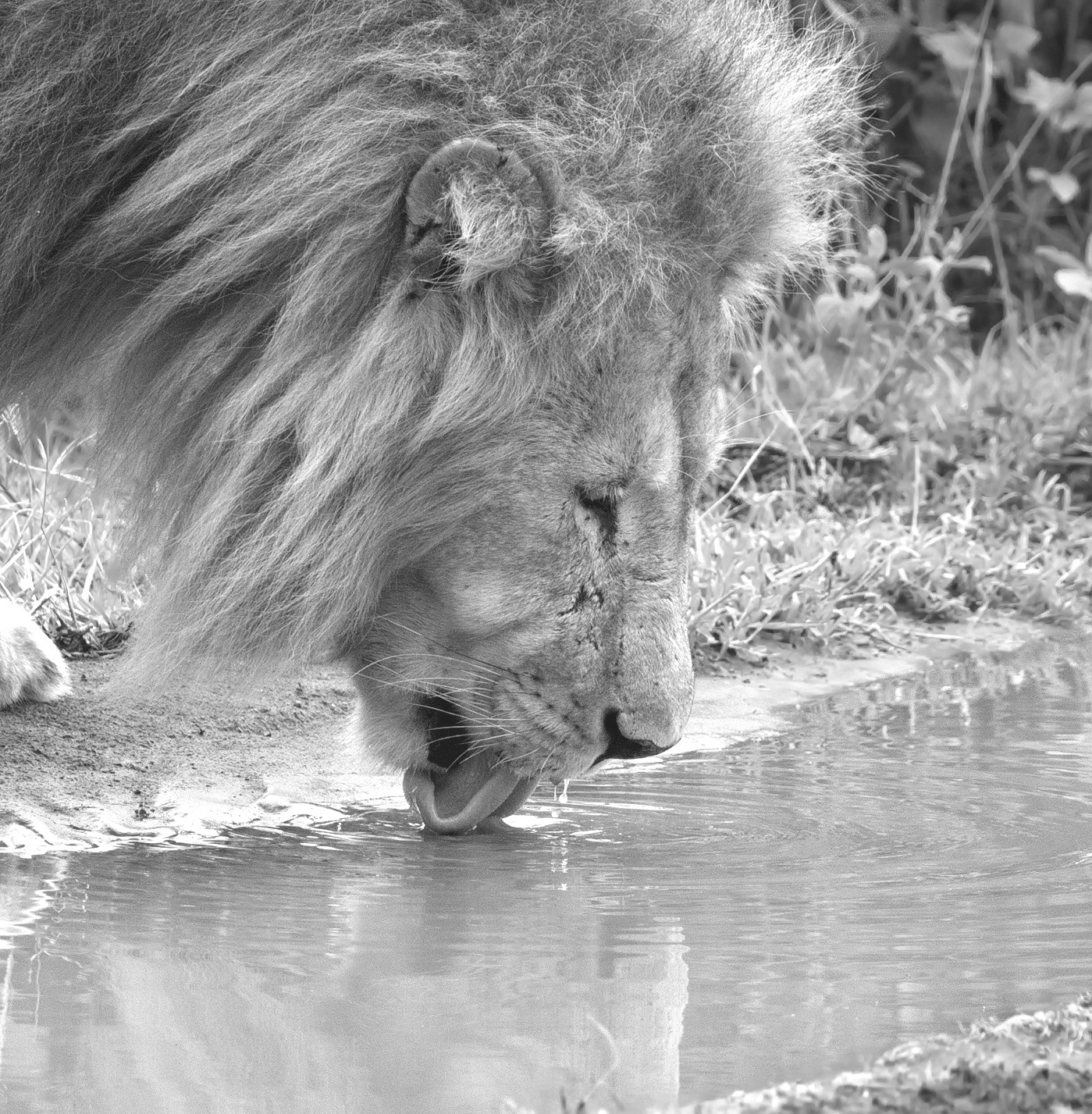 Жажда хищники наблюдение Африка Serengeti