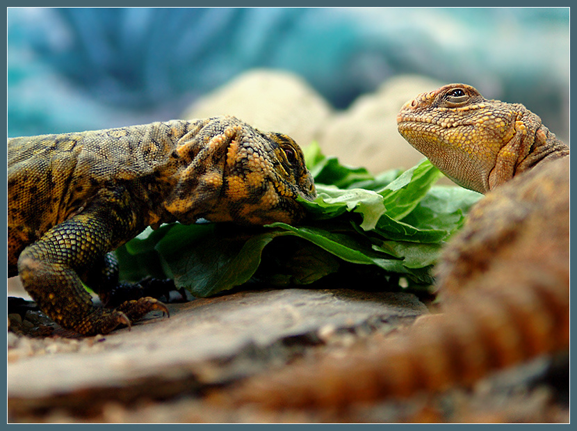 Синица в руках или журавль в небе? сахарский шипохвост Uromastyx geyri