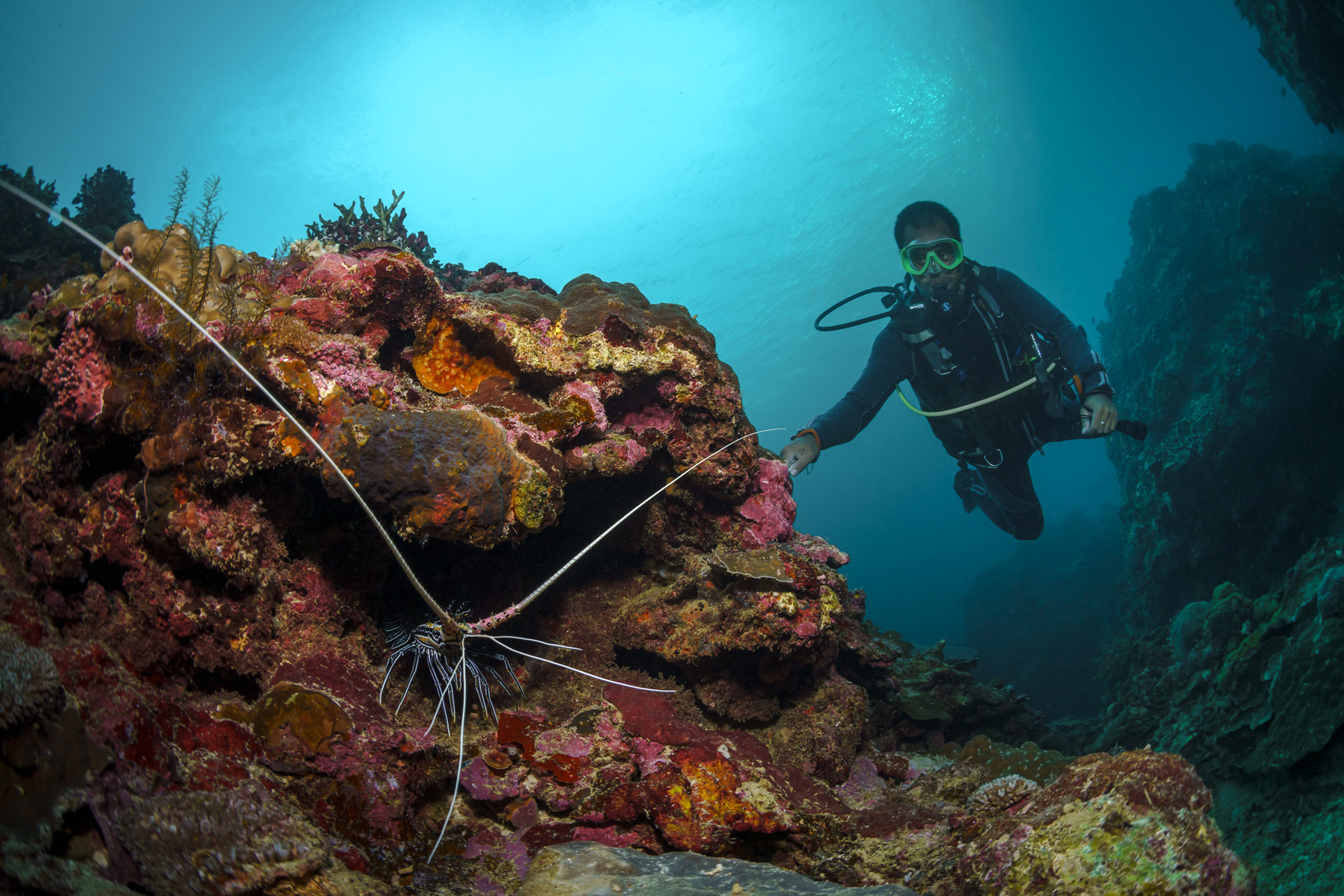 Мы ребята-усачи лобстер омар вода природа море океан рыбы дайвинг фауна wildlife photography sea underwater diving ocean глубина подводный под водой синева кораллы риф подводная фотография сноркелинг тропики погружение дайвер