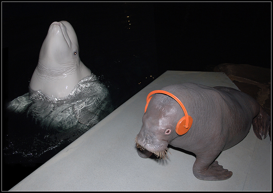 Оторваться по полной heavy metal морж Odobenus rosmarus белуха Delphinapterus leucas