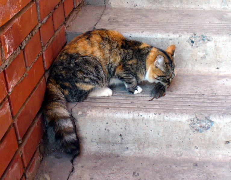 Кошки-мышки кошка