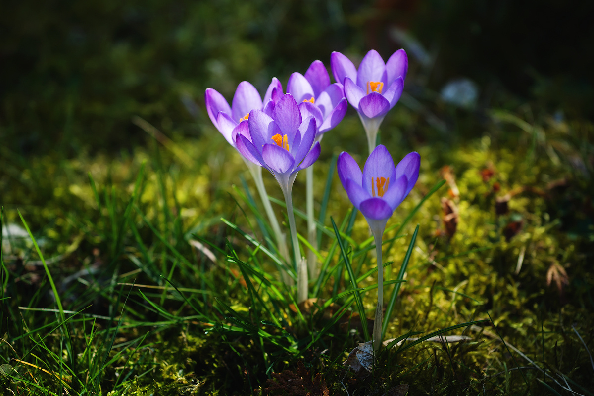 soul of spring Austria Vienna crocus nature beauty