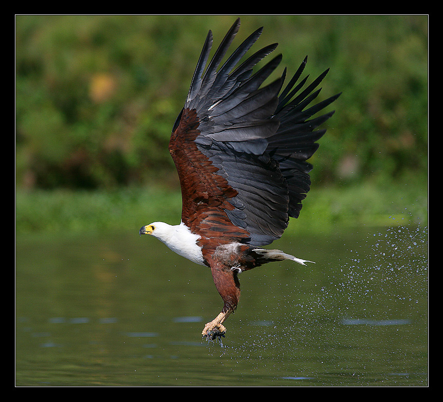 African Fish-Eagle 