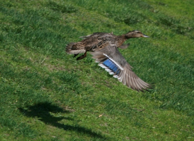 Fly 