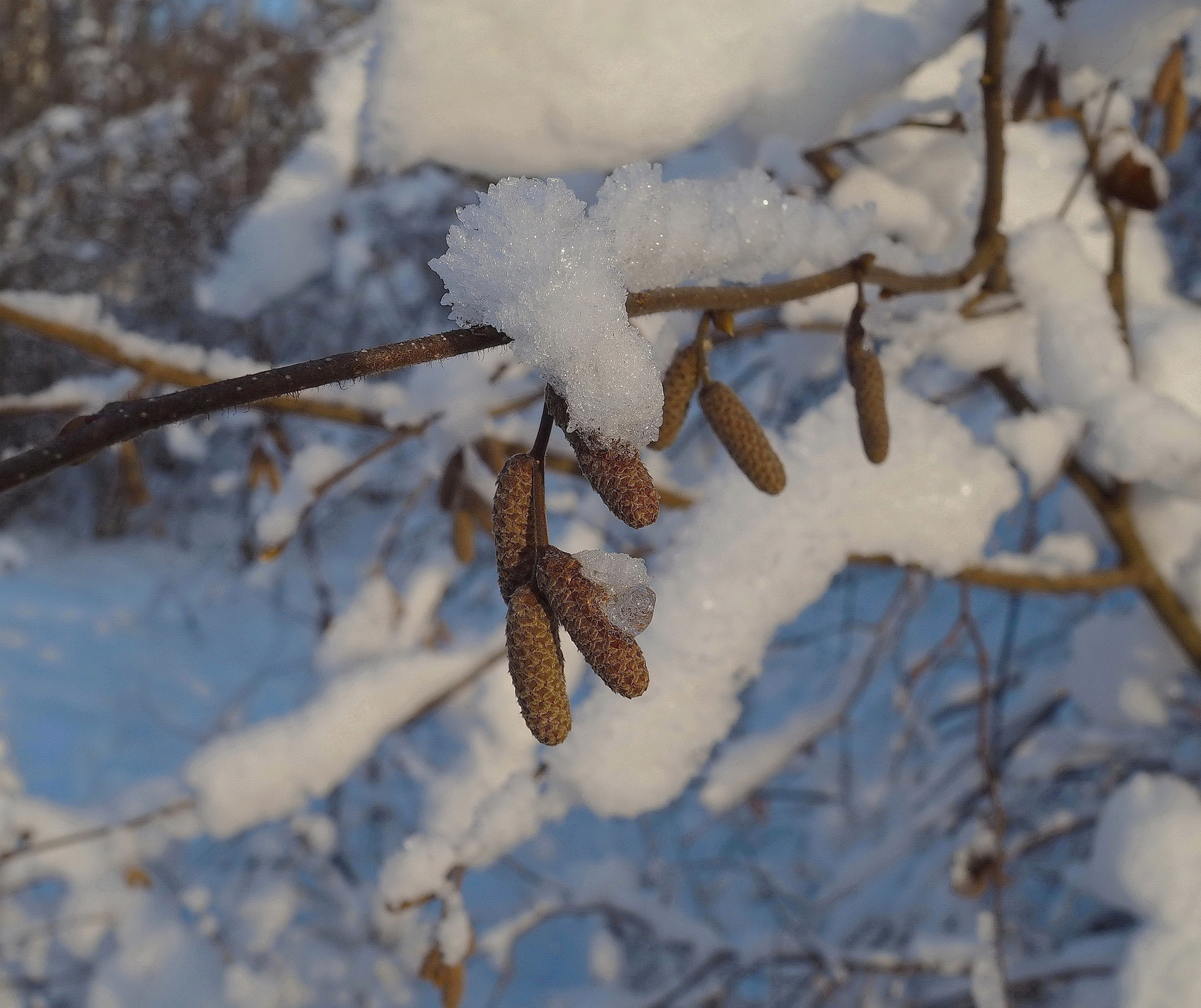Сережки ольховые 