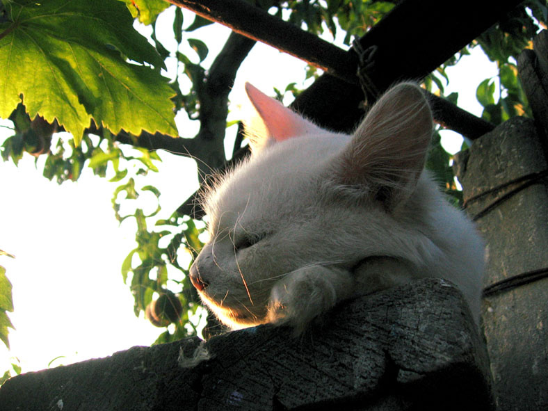 Котейка белый кот, кошки