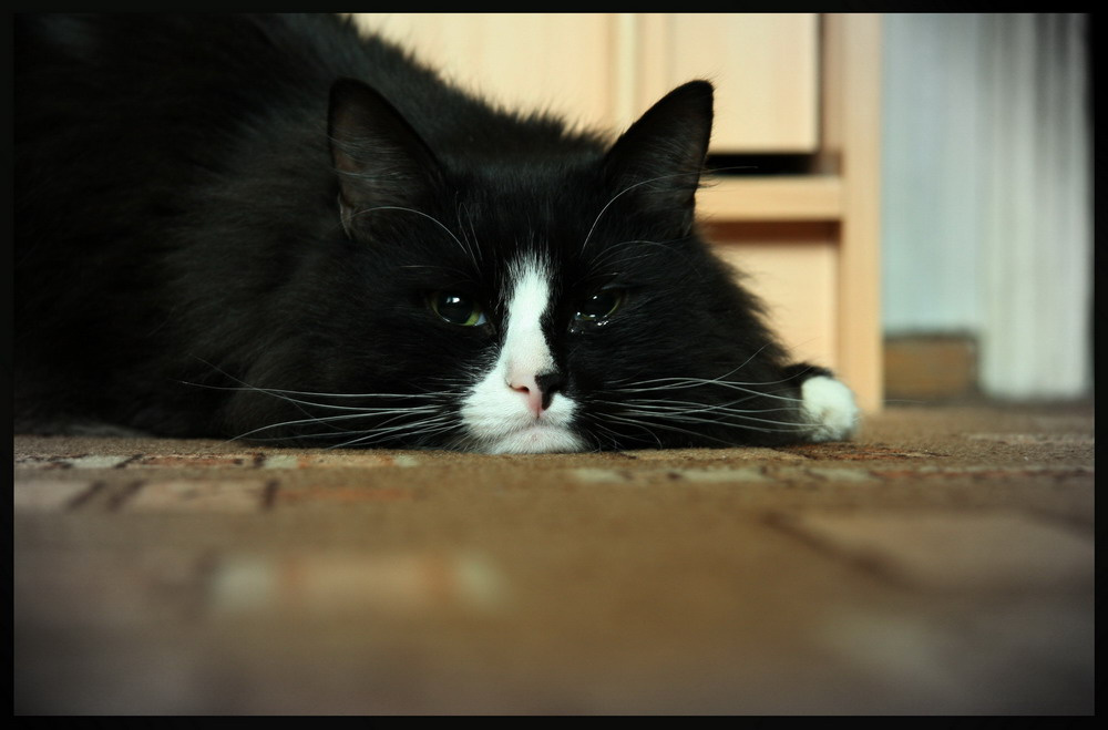 кот кот