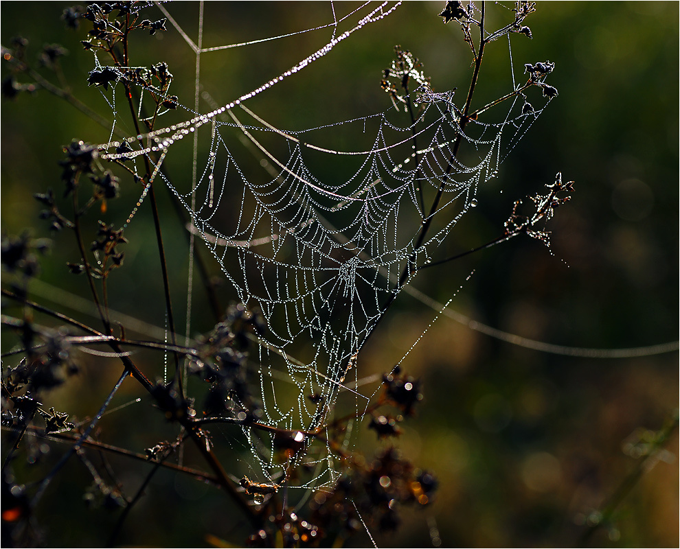 Паутина в утренней росе. Август утро паутина роса