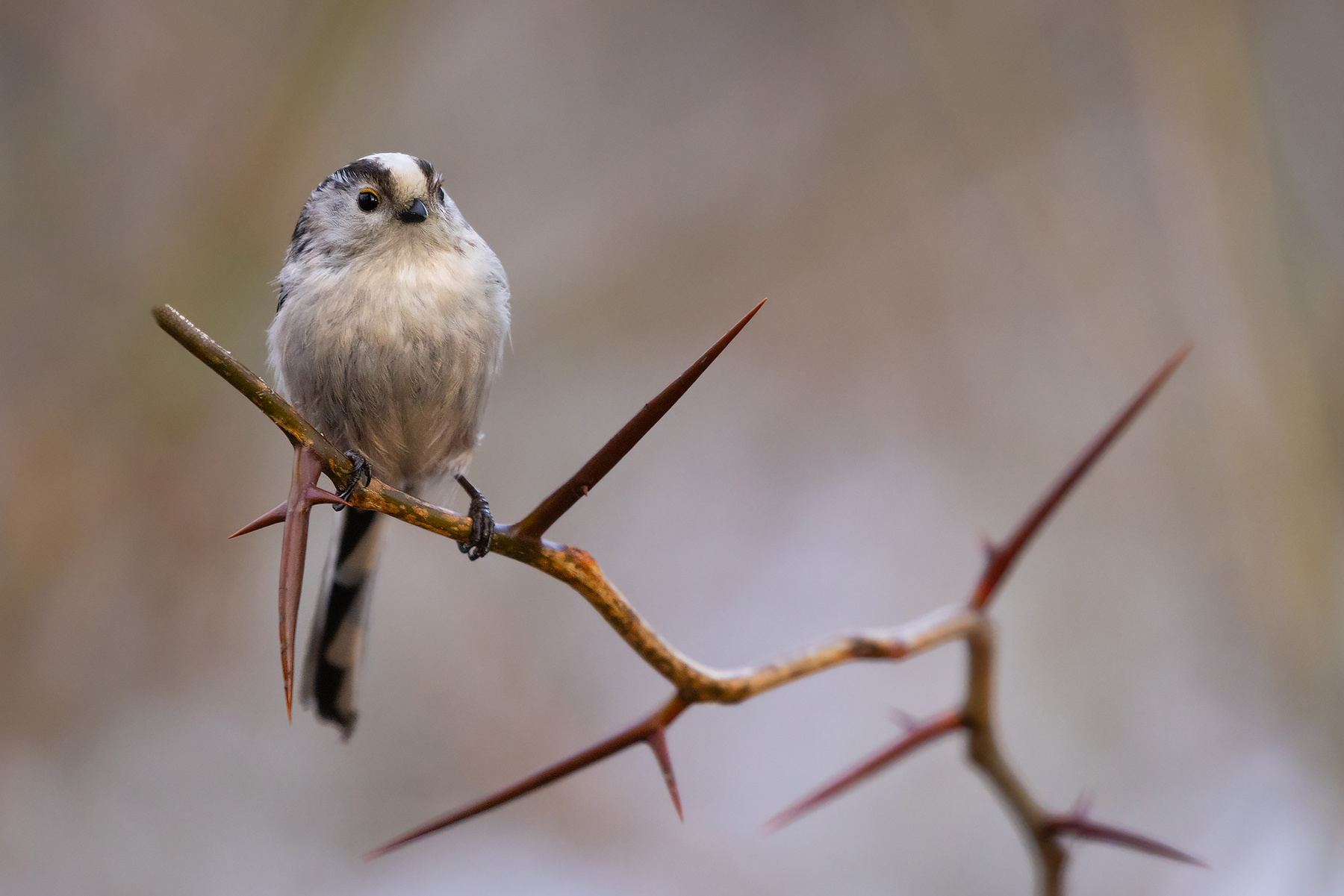 Long-tailed Ti 