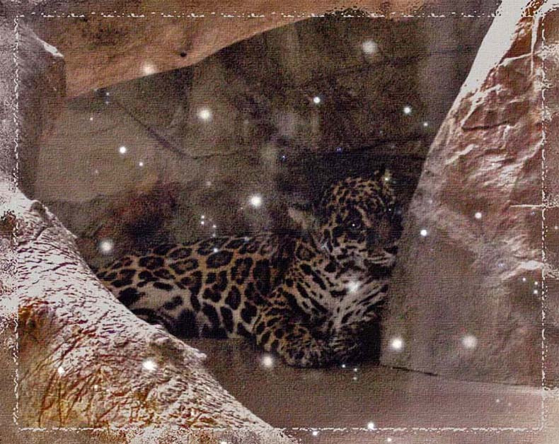 О чем мечтают большие кошки... Леопард зоопарк мечты