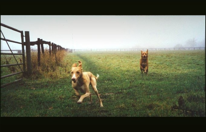 Собачья трилогия  (II) dogs