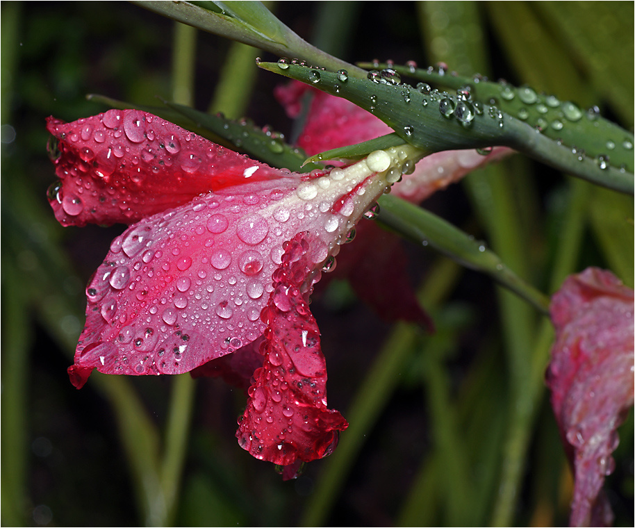 Gladiolus Charming Beauty  Gladiolus Charming Beauty Гладиолус Кольвиля Чарминг бьюти растение цветок роса