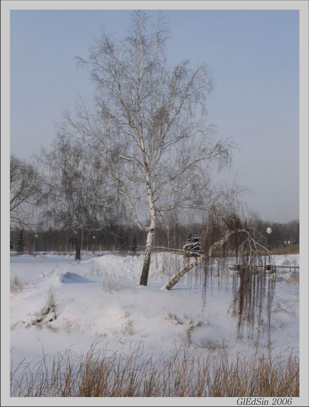 Плакучая береза березы