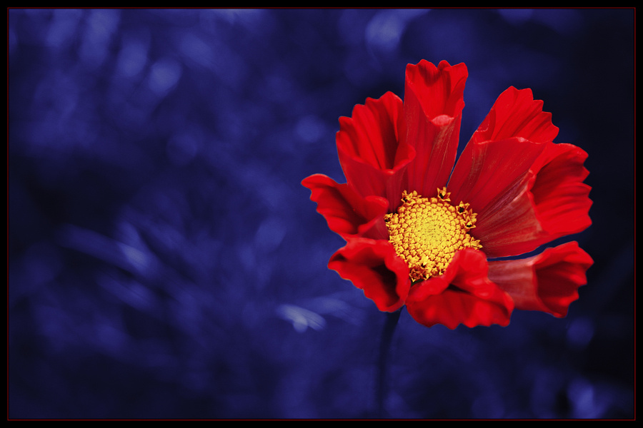 red on blue! 