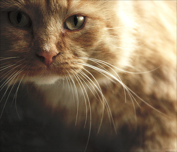kotik кот